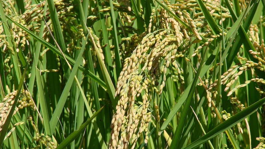 Rice growers take a beating from Mother Nature