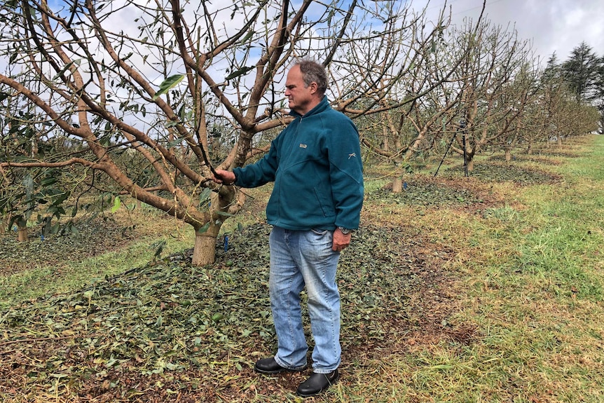 a man looking at avocado trees that have had their leaves and fruit shredded