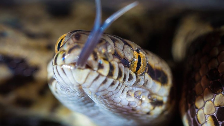 Close-up of a python face with its tongue out.