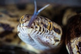 Close-up of a python face with its tongue out.