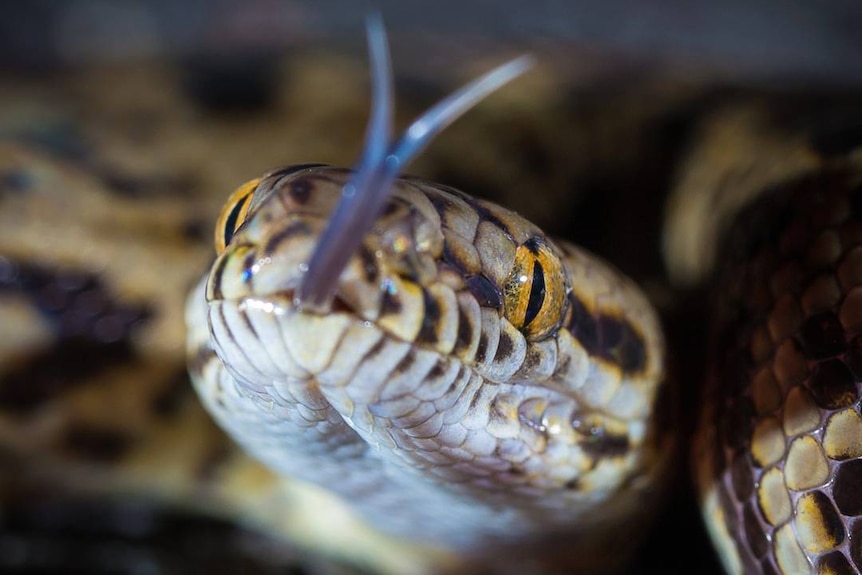 Close-up of a python face with its tongue out.