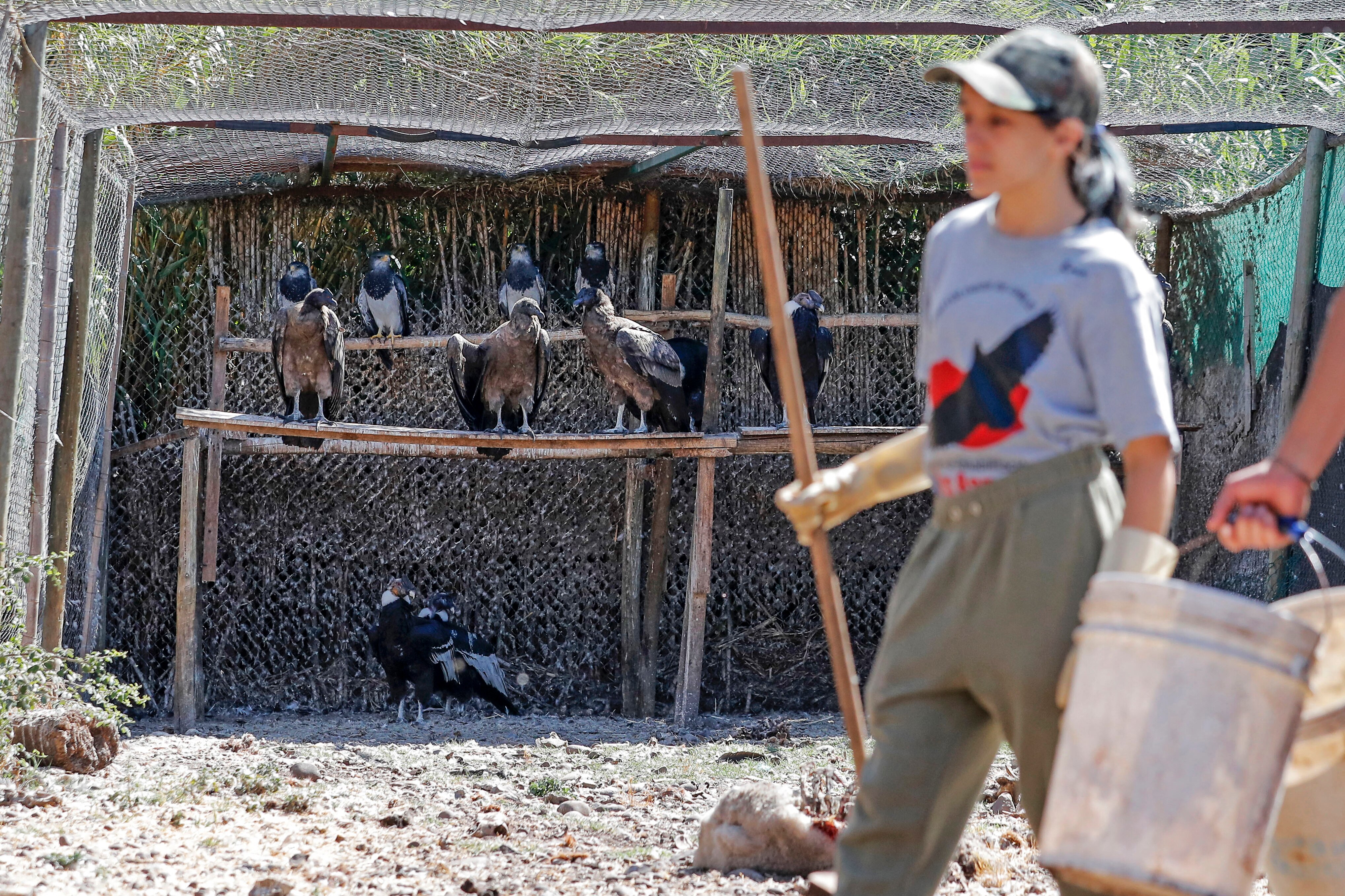 Chile preparing threatened condor chicks for release into the wild ...