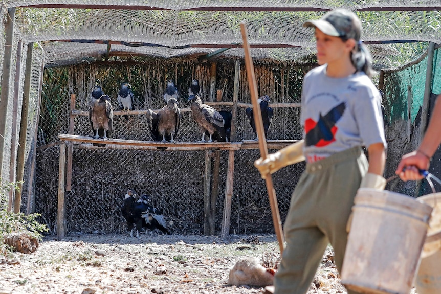 a woman walks past a group of condors perched on a structure inside a rehabilitation centre
