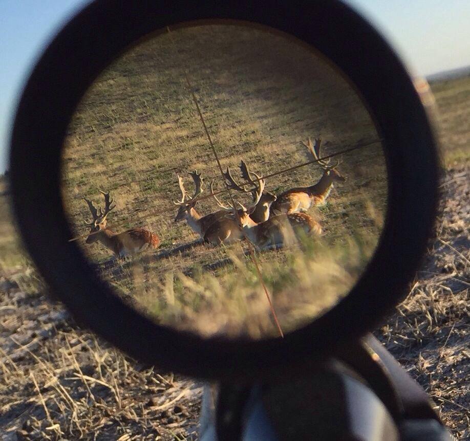 Fallow deer seen through a rifle scope.