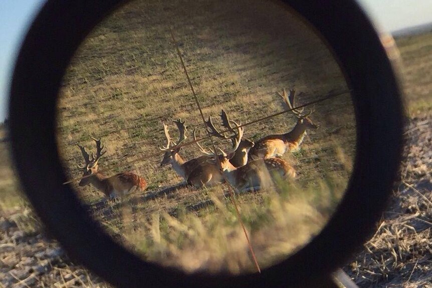 Fallow deer seen through a rifle scope.