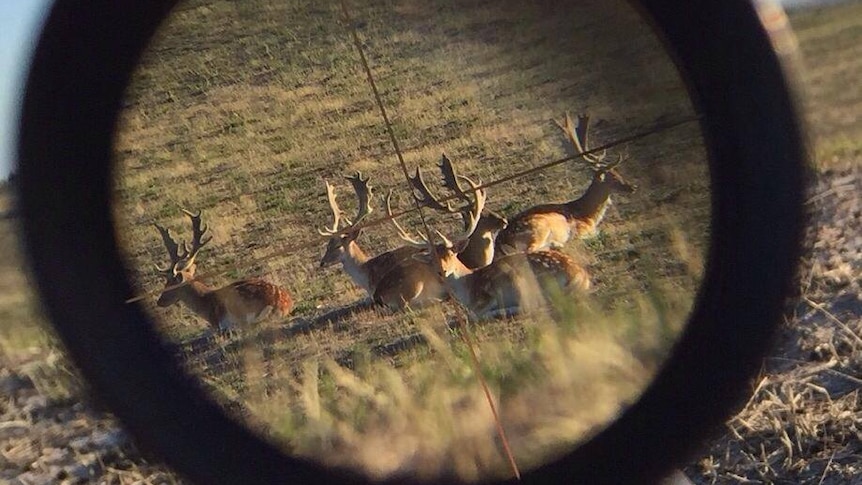 Fallow deer seen through a rifle scope.