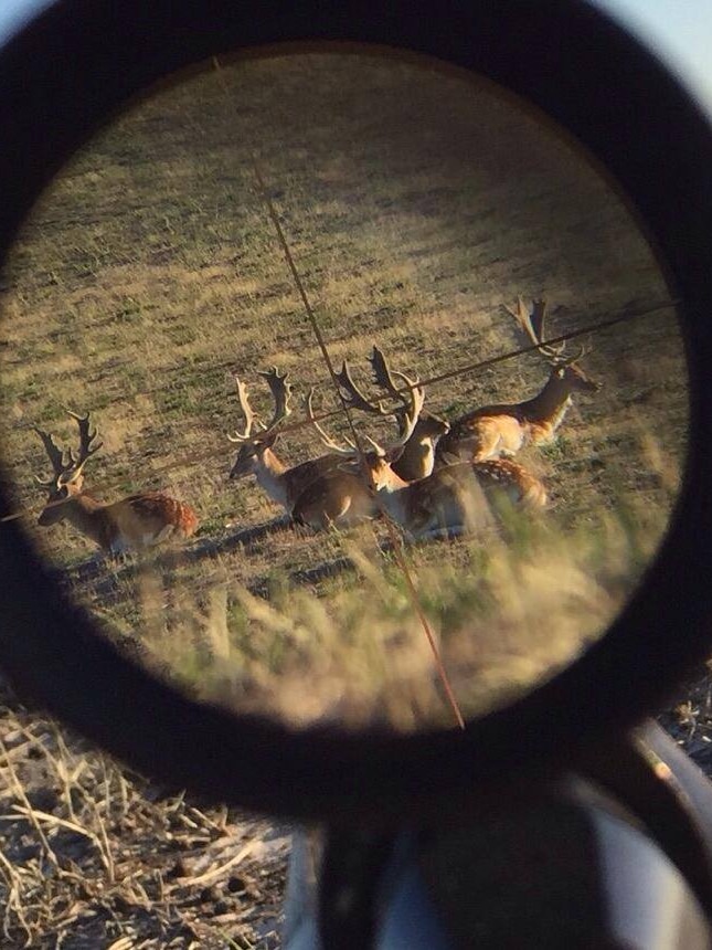 Fallow deer seen through a rifle scope.