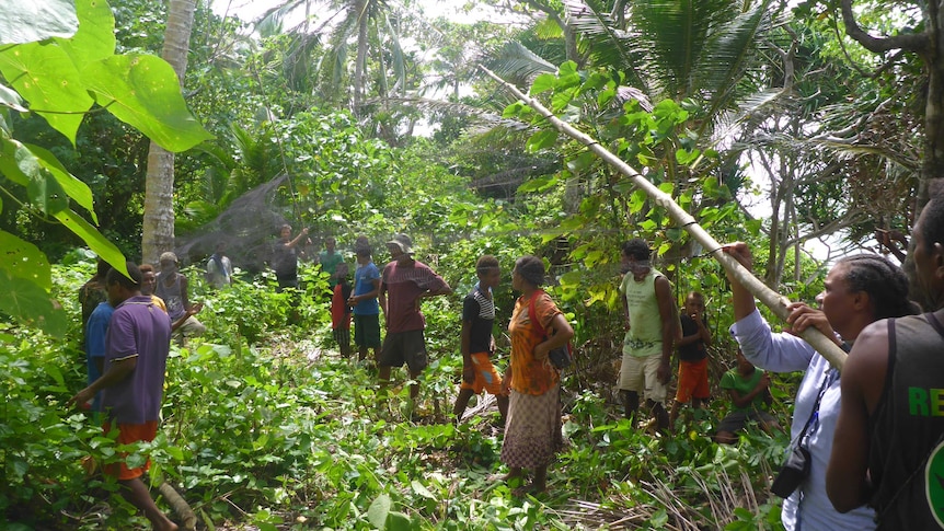 Latawora villagers on  Mota island helping set mist nets.