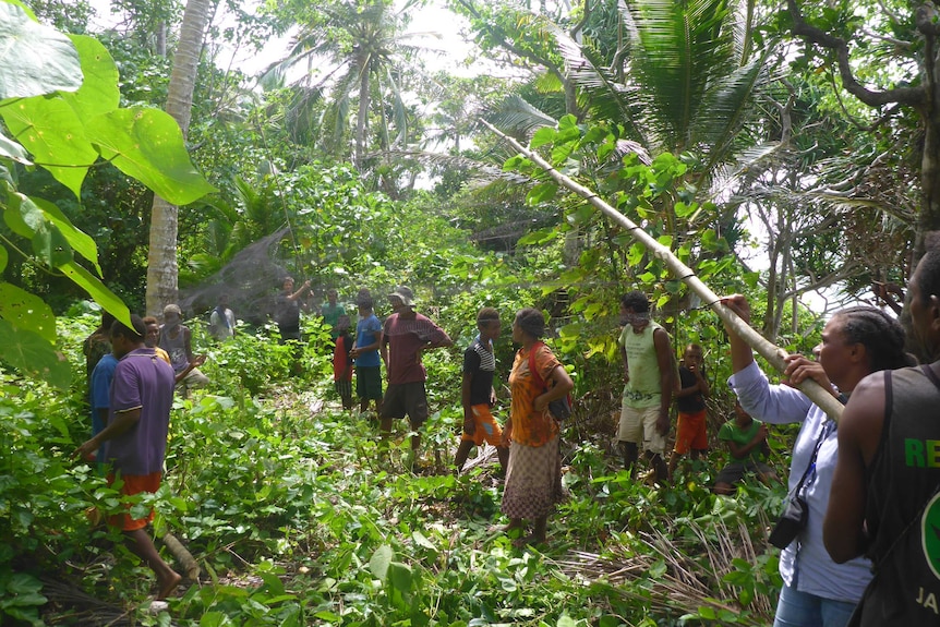 Latawora villagers on  Mota island helping set mist nets.