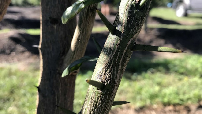 A close-up of the thorns on the finger limes.