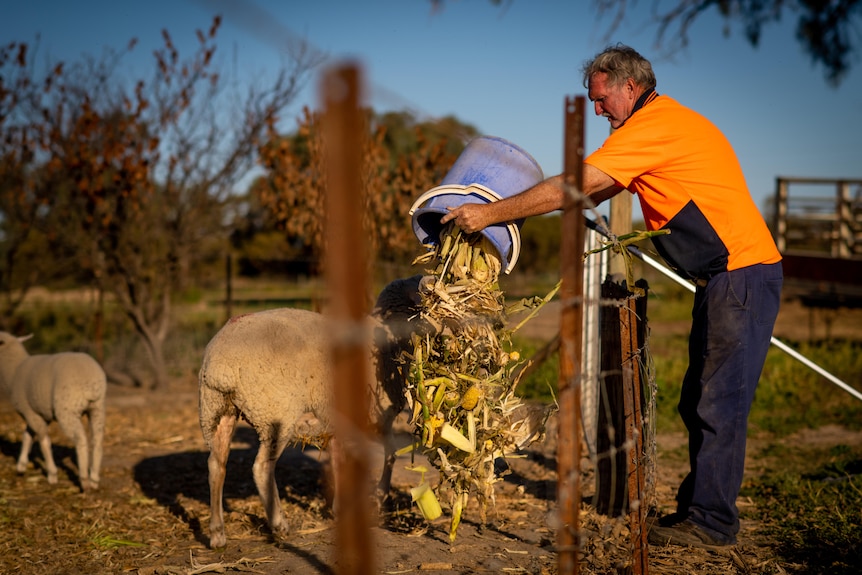 A man wearing an orange t-shirt and jeans empties a bucket of corn over a fence where a sheep is standing