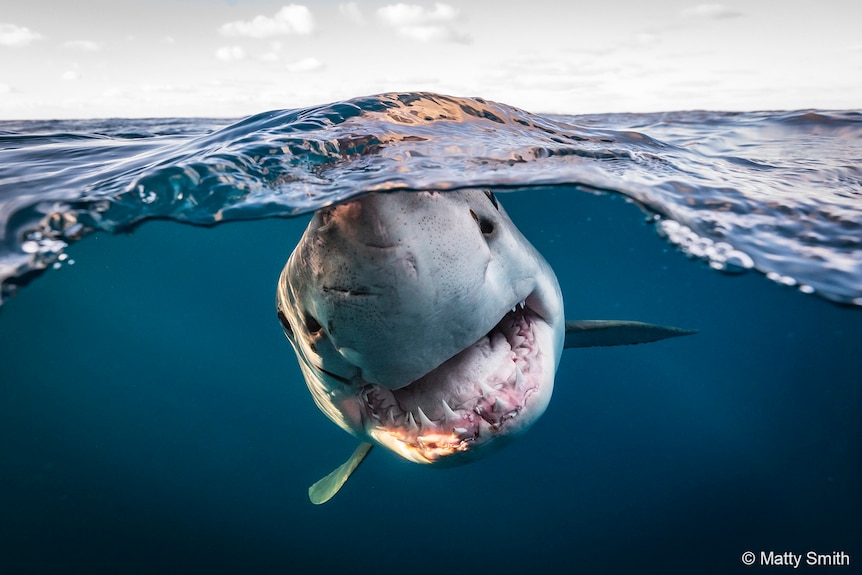 Shark stars at camera, its nose close to surface of water, mouth open exposing sharp teeth. 