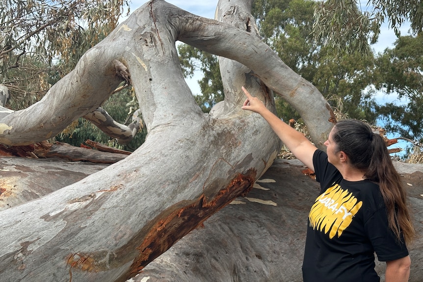 A woman pointing to a boomerang shape in a fallen limb from a big tree.