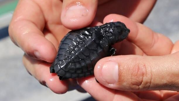 An olive ridley turtle hatchling