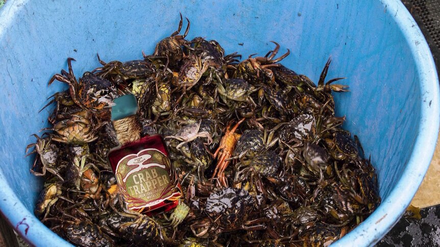 Le whisky à base de crabes verts tente de contrer la recrudescence des espèces envahissantes