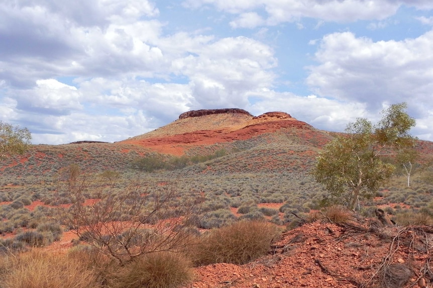 A mesa and plain covered in spinifex