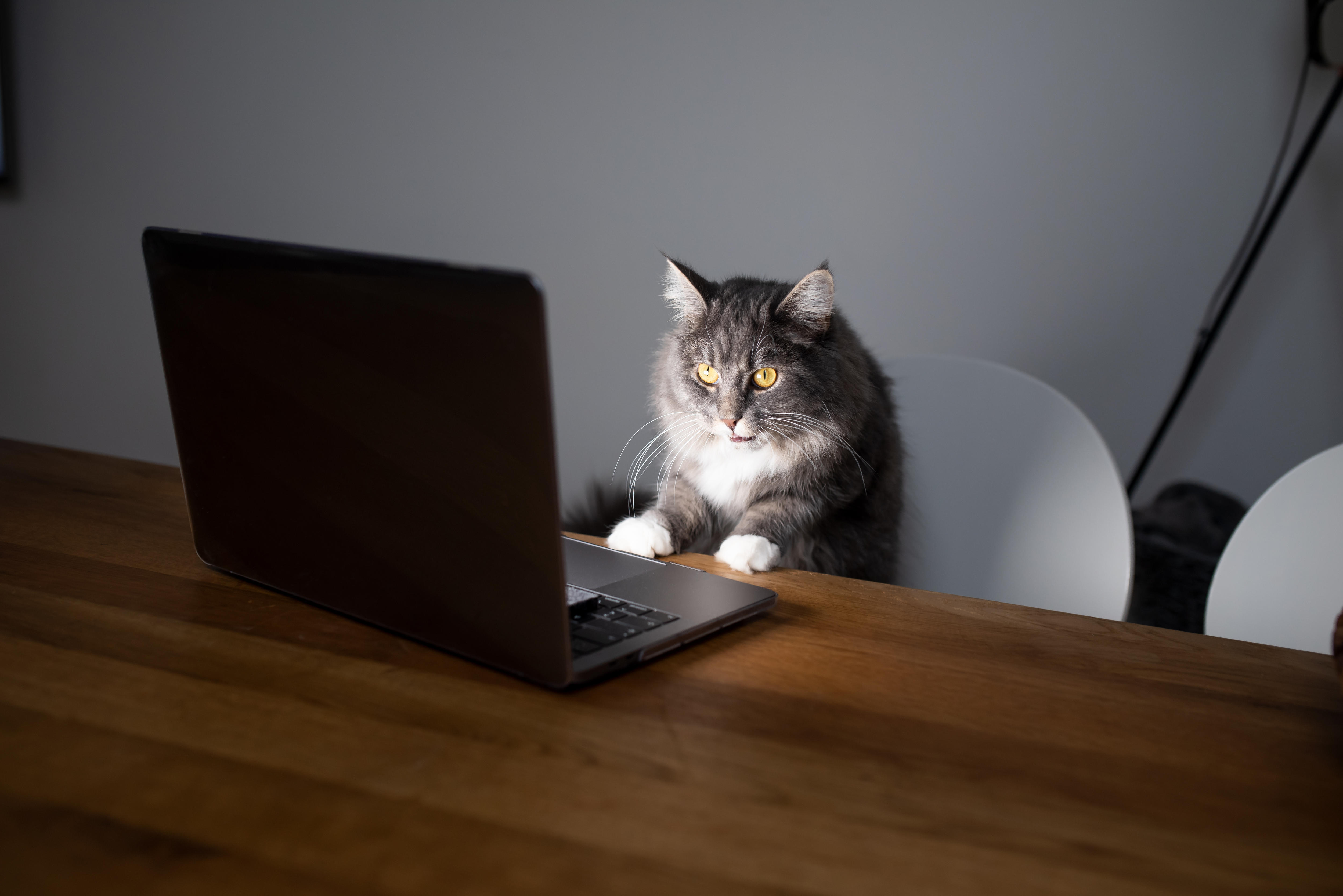 'Imperial Kitten' vs 'Fancy Bear': how are kooky hacker nicknames causing serious concerns for cybersecurity?