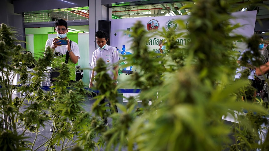 People take pictures of cannabis plants during an expo