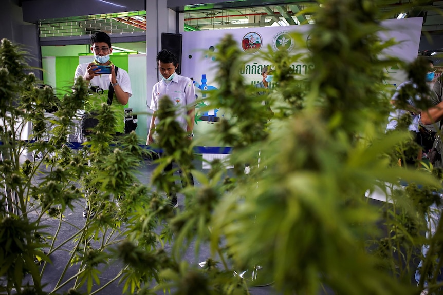People take pictures of cannabis plants during an expo