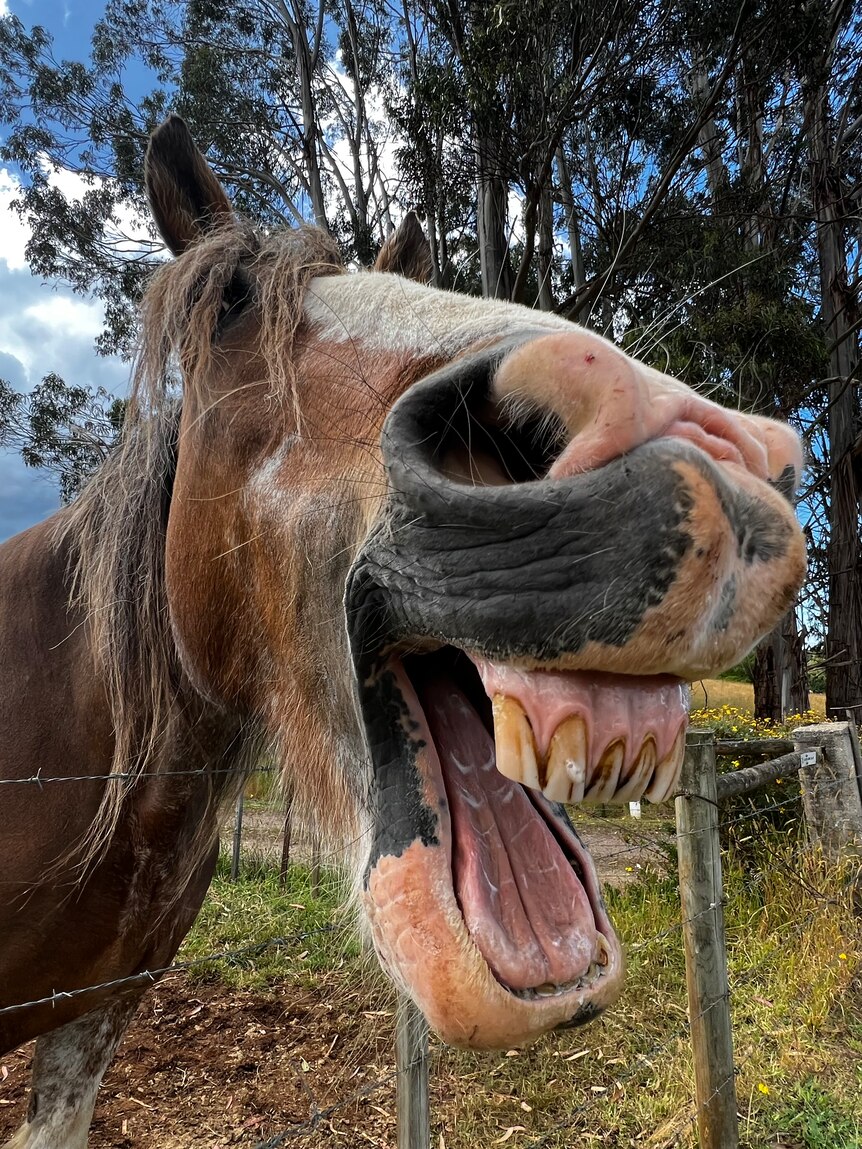Close up of a Clydesdale horse's open mouth