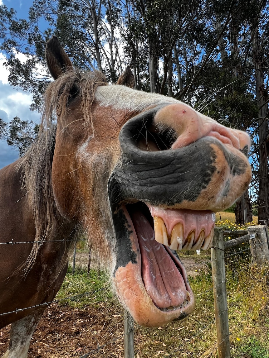 Close up of a Clydesdale horse's open mouth