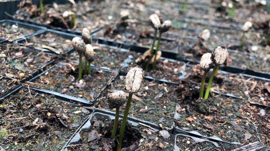 Close up image of coffee seedlings, which appear as though coffee beans have been stuck on the end of a row of tiny green stems.