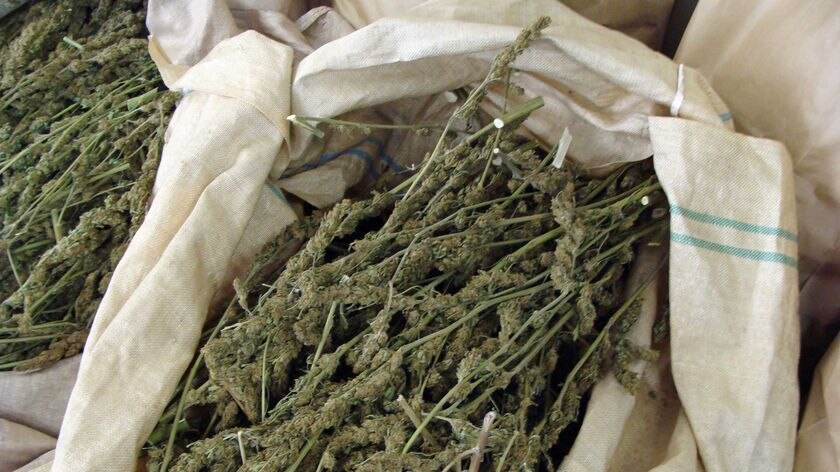 Close up of cannabis heads, part of a Tasmanian drug haul.