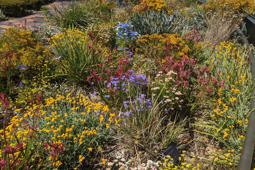 A colourful mixture of native Australian plants at the WA Botanic Garden 