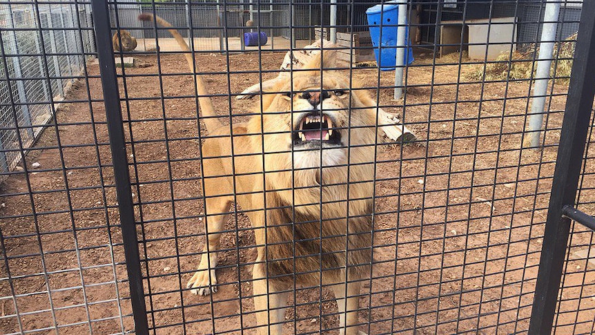 Monarto Zoo people cage to allow visitors to get up close with feeding  lions - ABC News