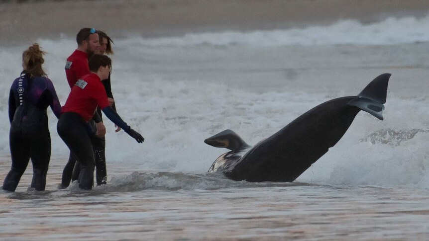 Whale on the beach at Kingston.