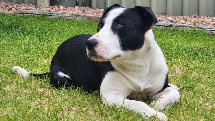 black and white Staffordshire Bull Terrier Cross laying on grass