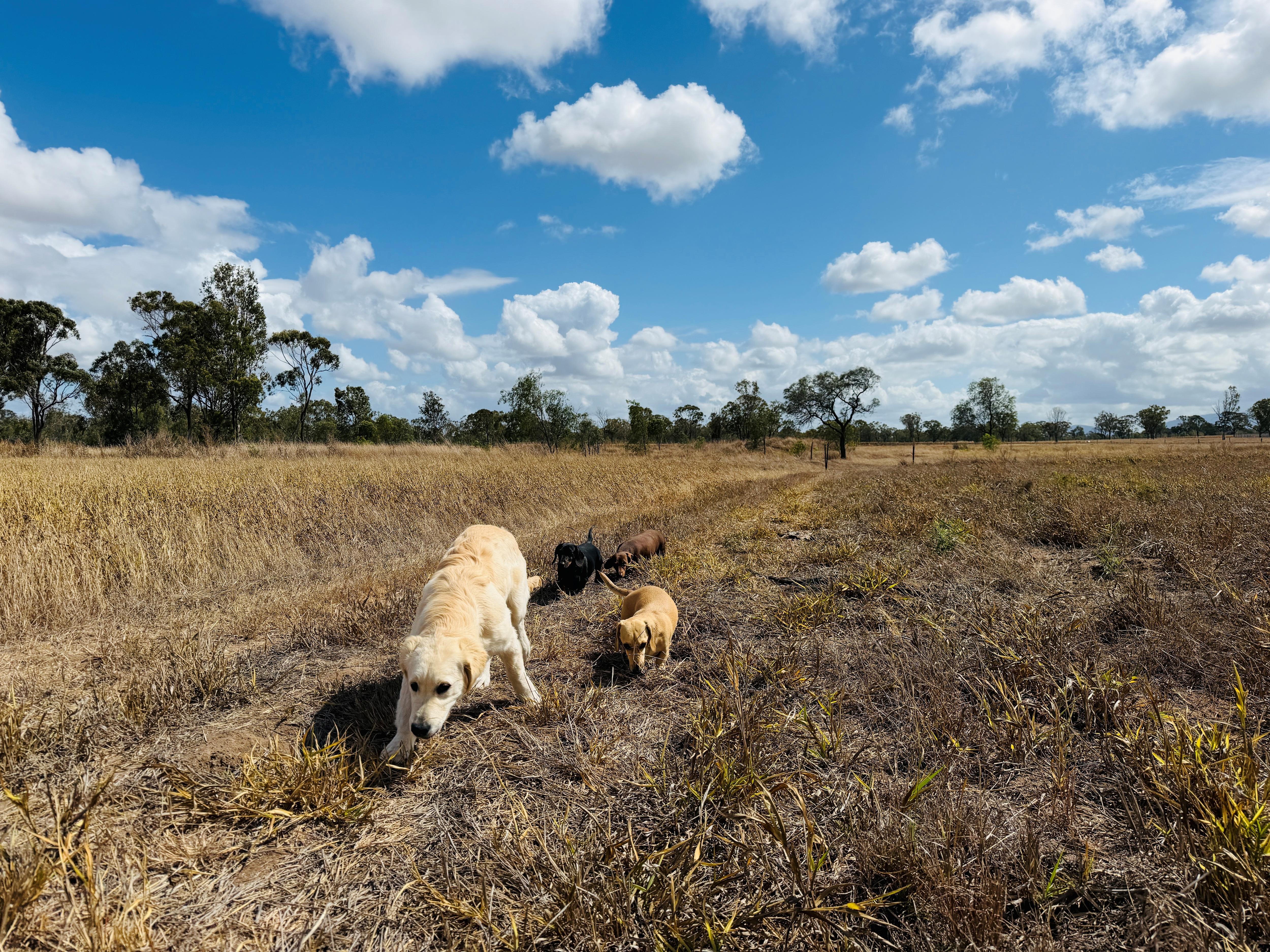 Dogs in dry field with blue sky.