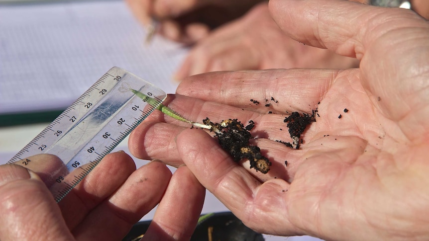 A tiny orchid is held on a hand. A clear plastic ruler is used to ascertain the leaf width.