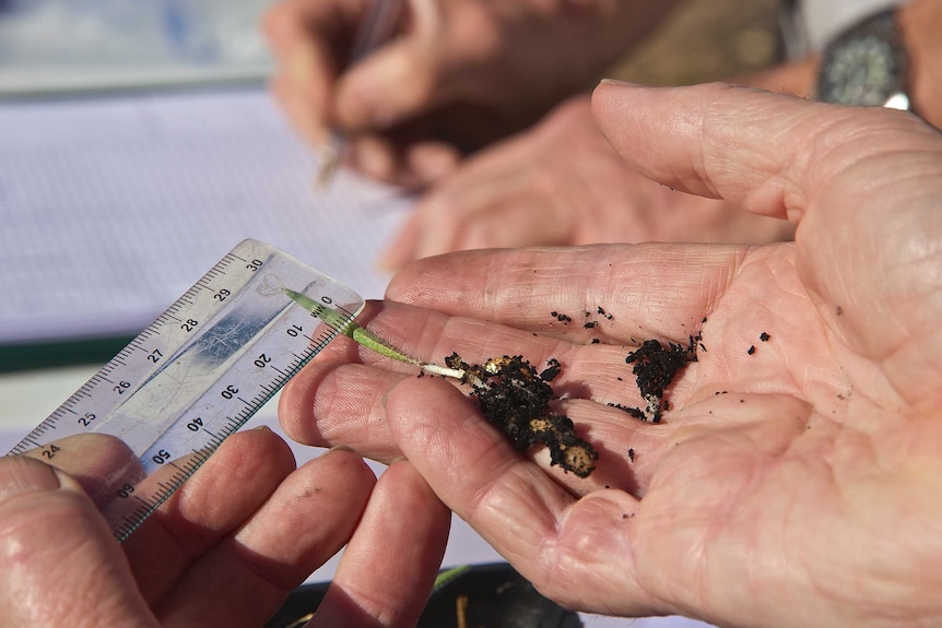 A tiny orchid is held on a hand. A clear plastic ruler is used to ascertain the leaf width.