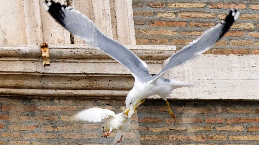 Seagull attacks dove