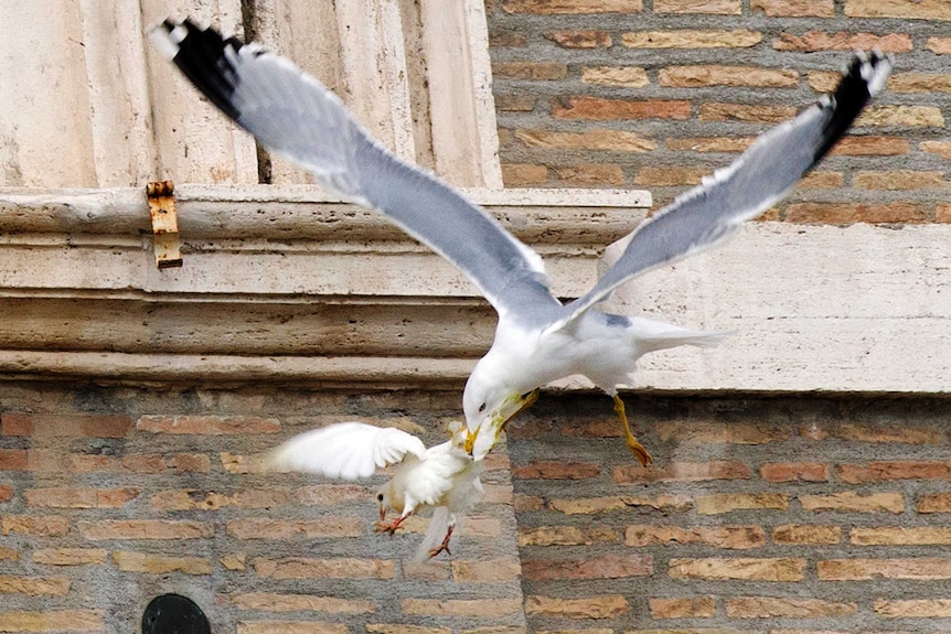 Seagull attacks dove