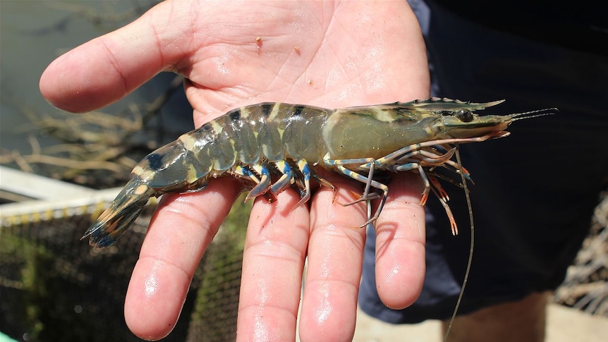 A prawn on the palm of a hand