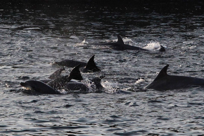 Dolphins swimming in Taiji