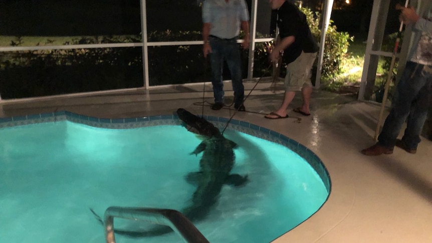 Two men attempt to remove a large alligator from a family pool.
