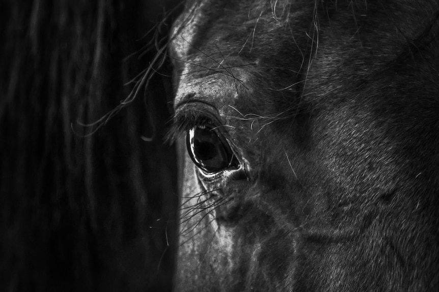 Horse immune system study suggests animals kept alone in stables are prone  to stress - ABC News