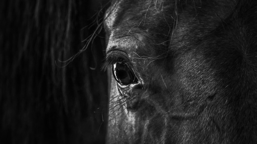 Black and white close up of part of a horse's face