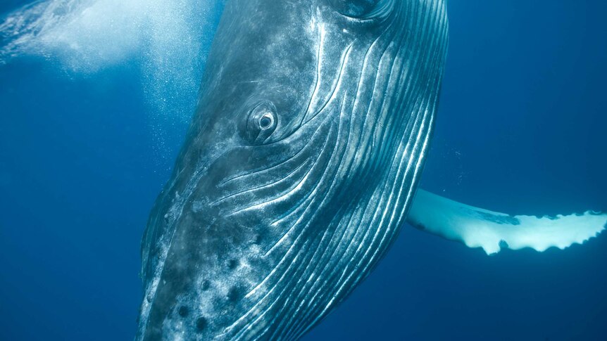 Humpback Whale Calf.