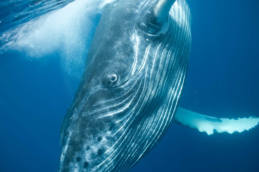 Humpback Whale Calf.