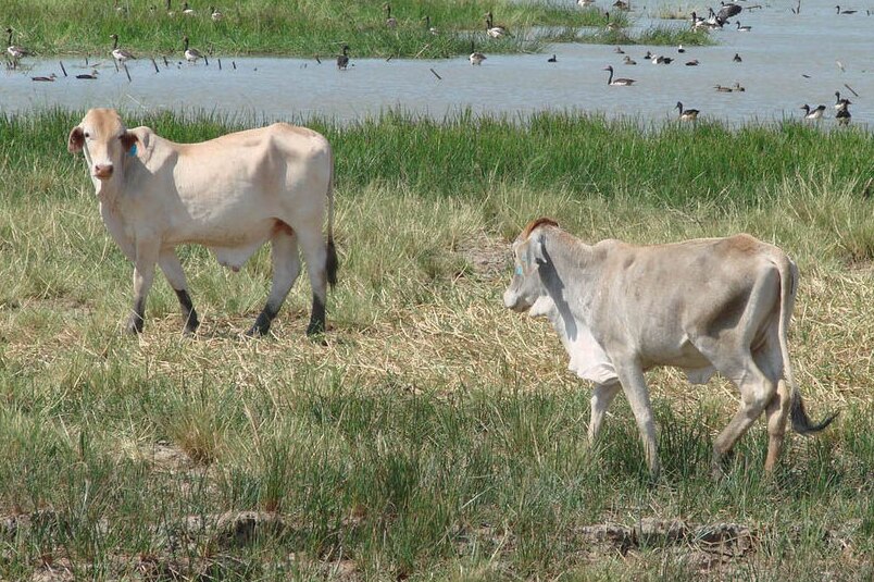 Kimberley cattle