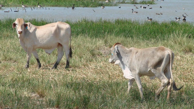 Kimberley cattle