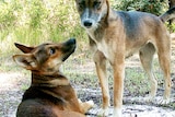 One wild dog stands and looks straight into the camera, another is laying on the ground looking towards the first dog.