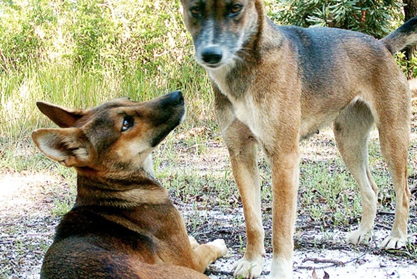 One wild dog stands and looks straight into the camera, another is laying on the ground looking towards the first dog.