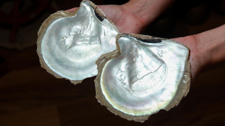 A close up of two hands holding up pearl shells against black background