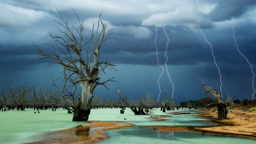 Graveyard of trees with lightning strikes filling the sky, Menindee Lakes, New South Wales.