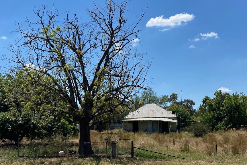 A lone tree, looking defoliated, stands next to a rural house in a dry garden.